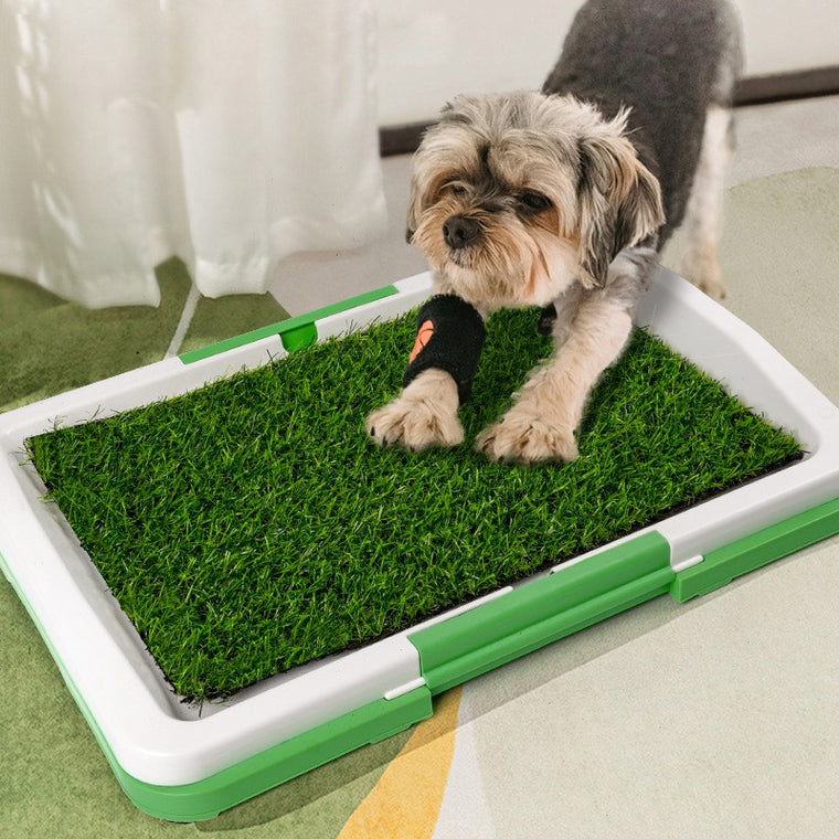 Dog Training Toilet