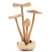 Set of 4 Large Mushrooms