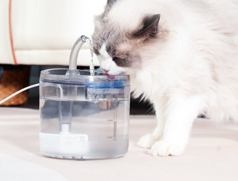 Pet Water Dispenser
